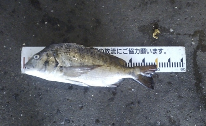 貯木場で年無しが釣れた(((o(*ﾟ▽ﾟ*)o)))♡サムネイル