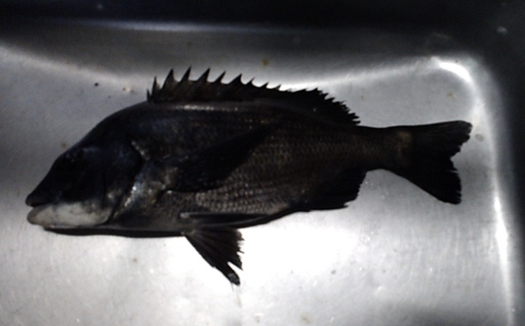 終了間際になって大物釣れた(^^)サムネイル