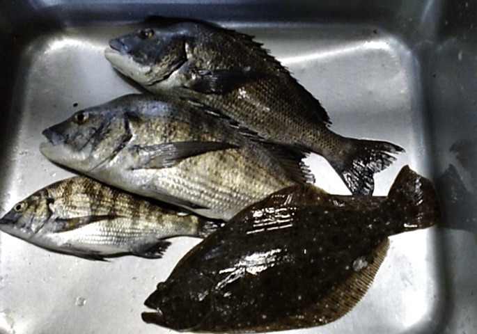 貯木場、大物釣り好調(o^^o)サムネイル