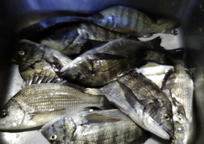 折戸で大釣り*\(^o^)/*サムネイル