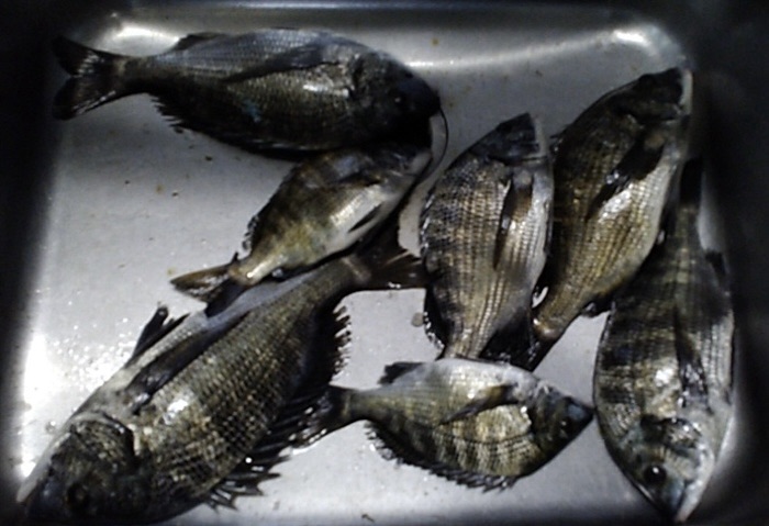 午後からよく釣れた(o^^o)サムネイル