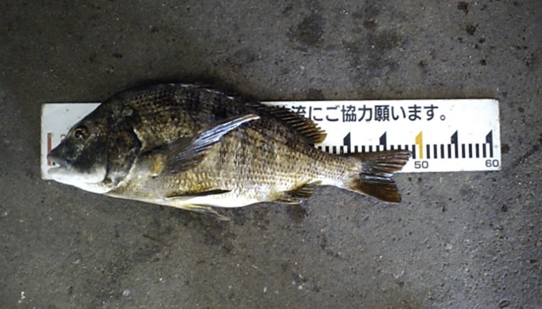 貯木場でプチ年無しが釣れた(o^^o)サムネイル