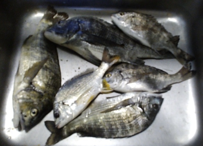 最後の一投で大物ゲット(^^)vサムネイル