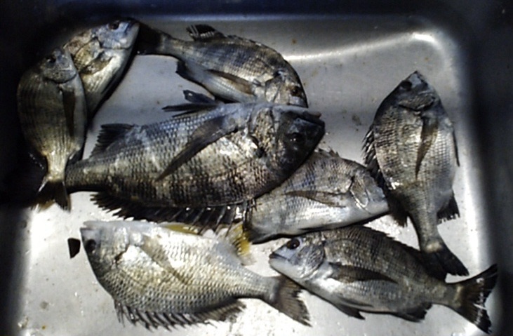 各所で大物釣れてます(^^)vサムネイル