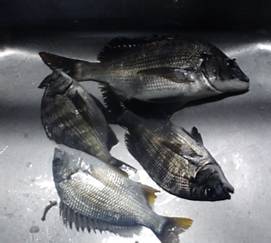 場所移動して折戸で釣れました(o^^o)サムネイル