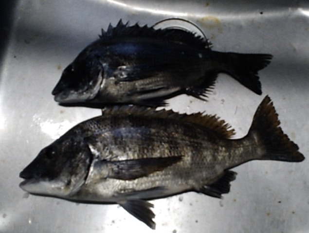 久々に釣行した一文字堤で４０㎝級の大物釣れた(^^)vサムネイル