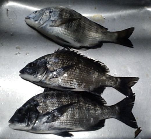 釣行者全員がクロダイをゲットo(^o^)oサムネイル