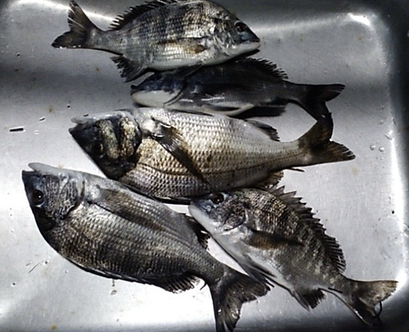 三保取入口で午前中釣れた(^^)サムネイル